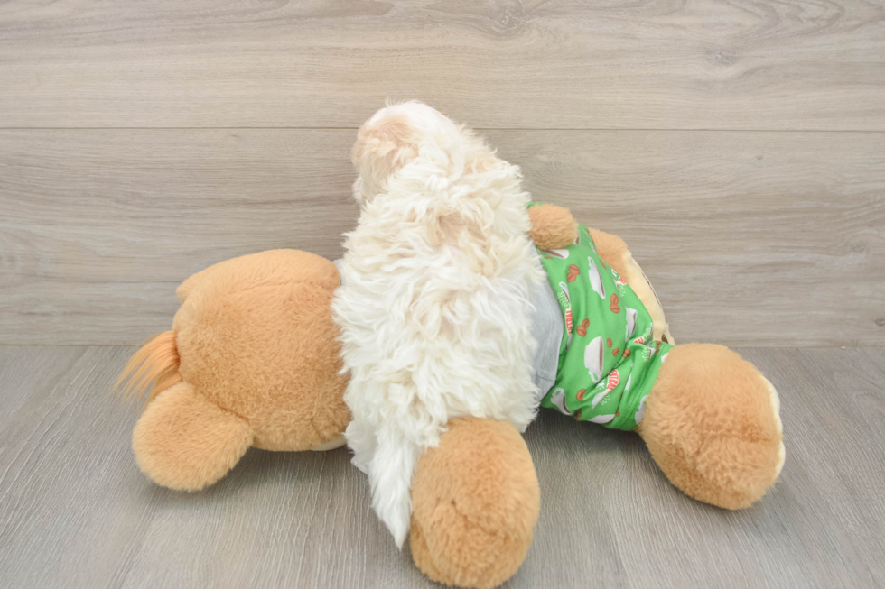 Meet Cashew - our Maltipoo Puppy Photo  3/3 - Florida Fur Babies Funny Maltipoo Poodle Mix Pup