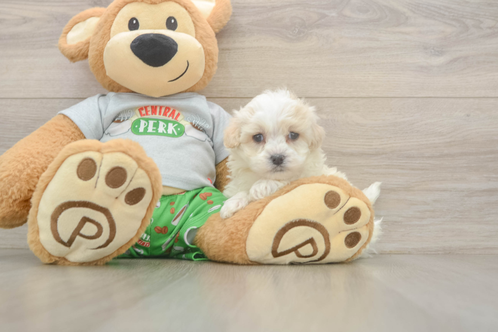 Meet Cashew - our Maltipoo Puppy Photo  2/3 - Florida Fur Babies Fluffy Maltipoo Poodle Mix Pup