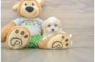 Meet Cashew - our Maltipoo Puppy Photo  2/3 - Florida Fur Babies Fluffy Maltipoo Poodle Mix Pup