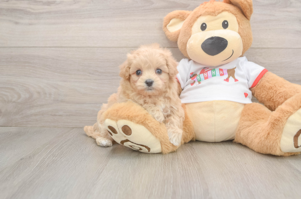 5 week old Maltipoo Puppy For Sale - Florida Fur Babies