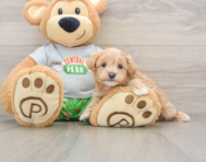 8 week old Maltipoo Puppy For Sale - Florida Fur Babies