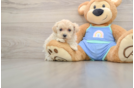 Maltipoo Puppy for Adoption