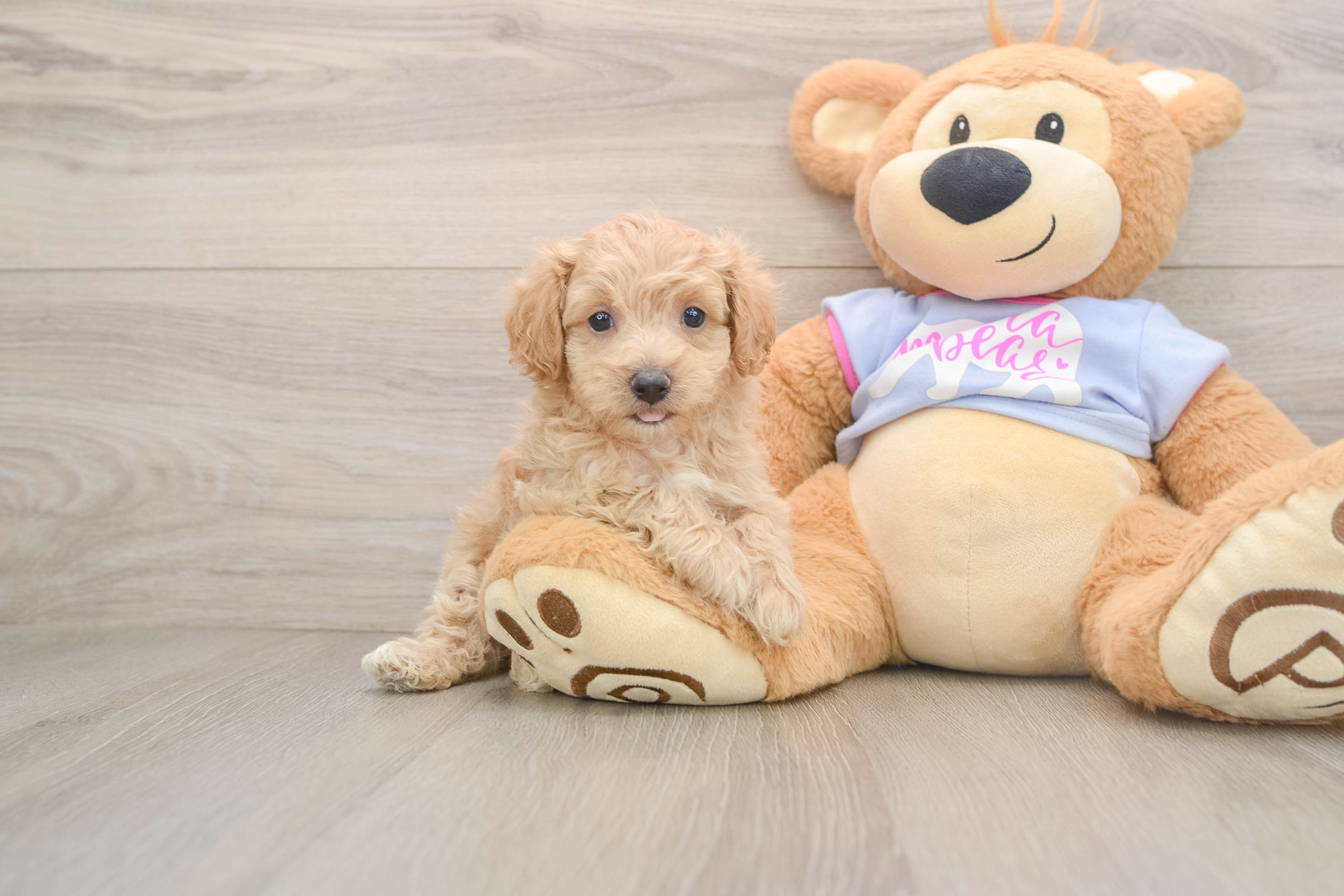 Maltipoo Pup Being Cute