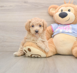 7 week old Maltipoo Puppy For Sale - Florida Fur Babies