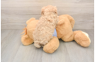 Best Maltipoo Baby