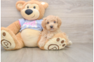 Friendly Maltipoo Baby