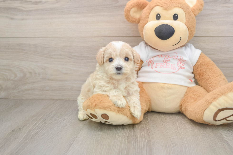 Petite Maltipoo Poodle Mix Pup