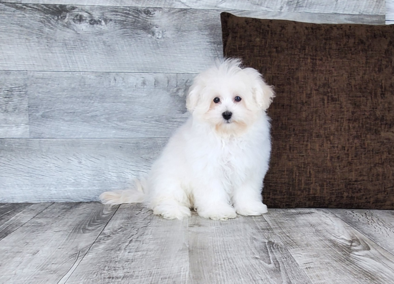 Meet Chaz - our Maltipoo Puppy Photo 2/4 - Florida Fur Babies