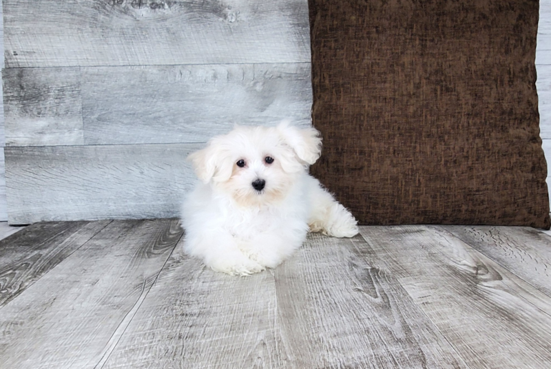 Meet Chaz - our Maltipoo Puppy Photo 3/4 - Florida Fur Babies