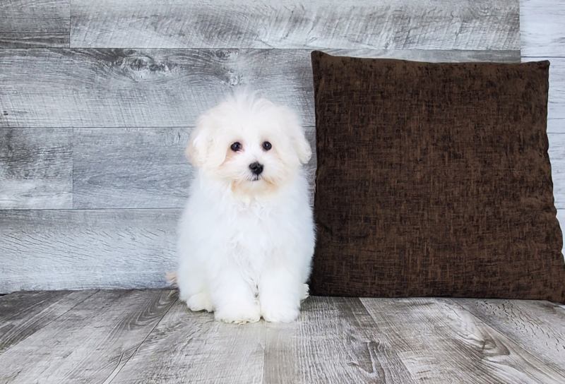 Meet Chaz - our Maltipoo Puppy Photo 4/4 - Florida Fur Babies