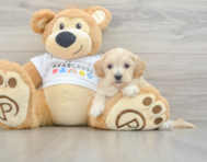 9 week old Maltipoo Puppy For Sale - Florida Fur Babies