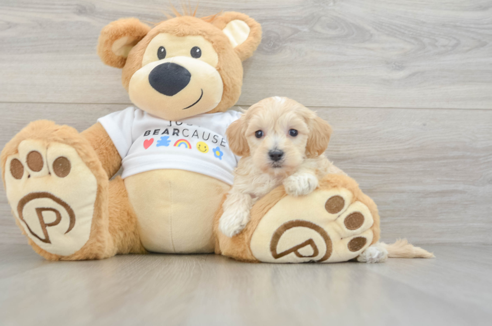 6 week old Maltipoo Puppy For Sale - Florida Fur Babies