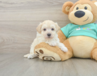 8 week old Maltipoo Puppy For Sale - Florida Fur Babies