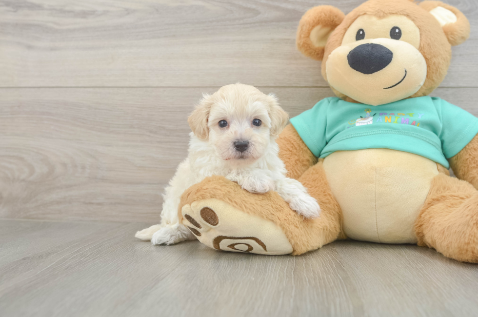 6 week old Maltipoo Puppy For Sale - Florida Fur Babies