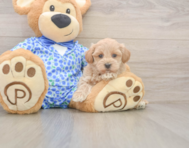 8 week old Maltipoo Puppy For Sale - Florida Fur Babies