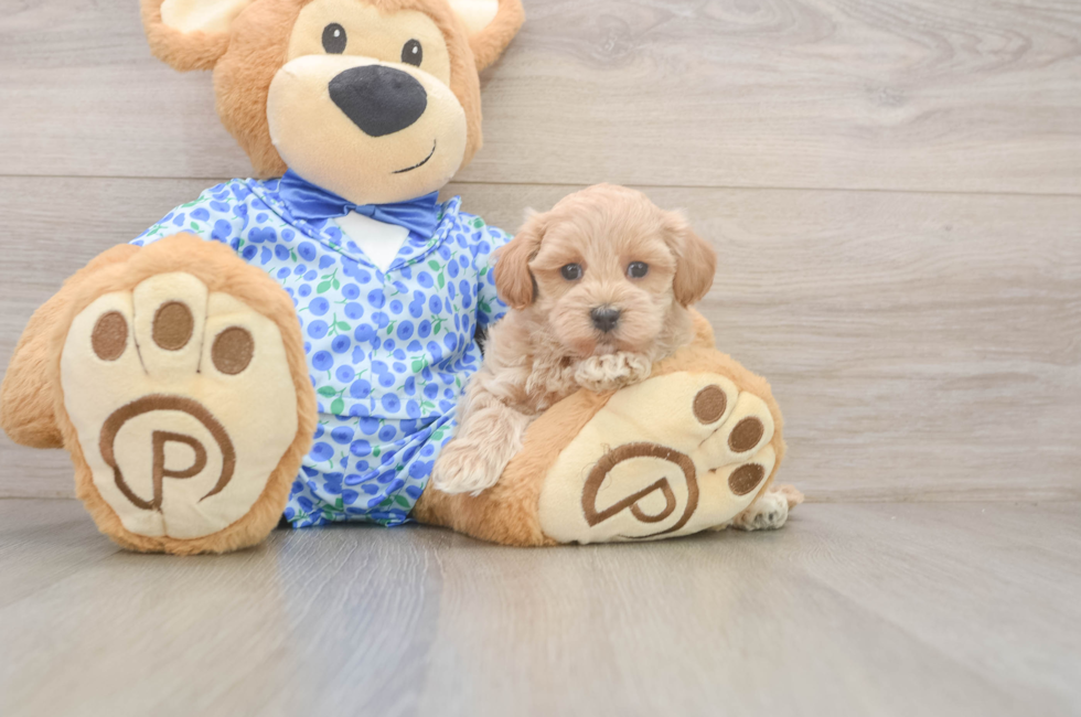 6 week old Maltipoo Puppy For Sale - Florida Fur Babies