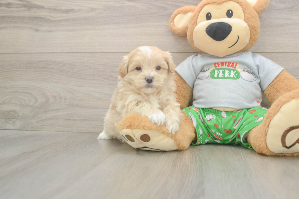 Meet Chaz - our Maltipoo Puppy Photo  2/3 - Florida Fur Babies Best Maltipoo Baby