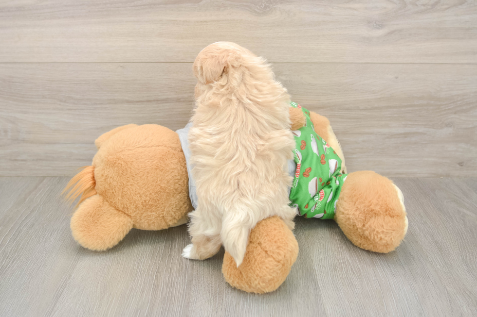 Meet Chaz - our Maltipoo Puppy Photo  3/3 - Florida Fur Babies Maltipoo Pup Being Cute