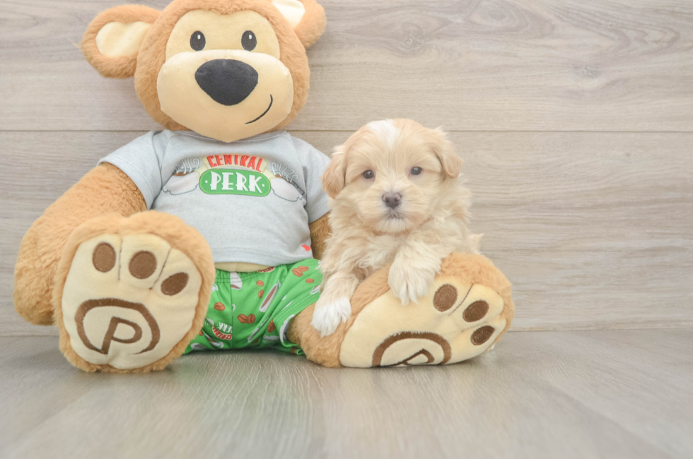 5 week old Maltipoo Puppy For Sale - Florida Fur Babies