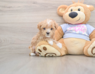 8 week old Maltipoo Puppy For Sale - Florida Fur Babies