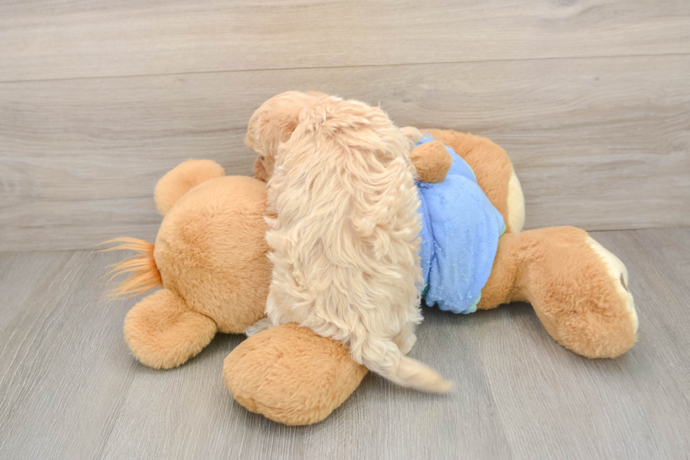 Petite Maltipoo Poodle Mix Pup