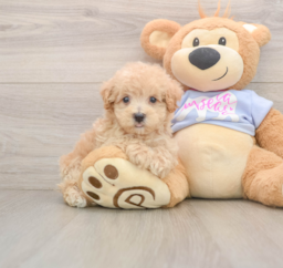 7 week old Maltipoo Puppy For Sale - Florida Fur Babies