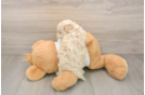 Best Maltipoo Baby