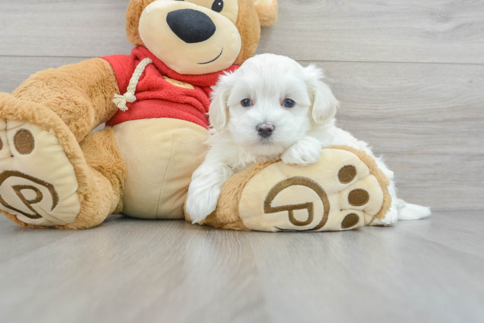 Smart Maltipoo Poodle Mix Pup