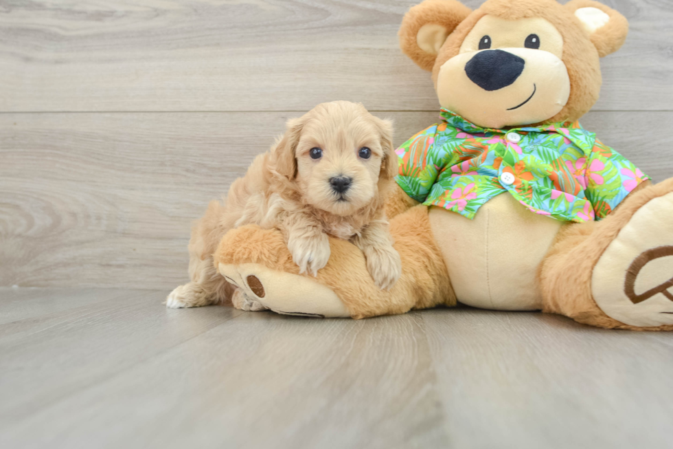 Maltipoo Puppy for Adoption