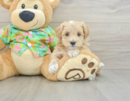 7 week old Maltipoo Puppy For Sale - Florida Fur Babies
