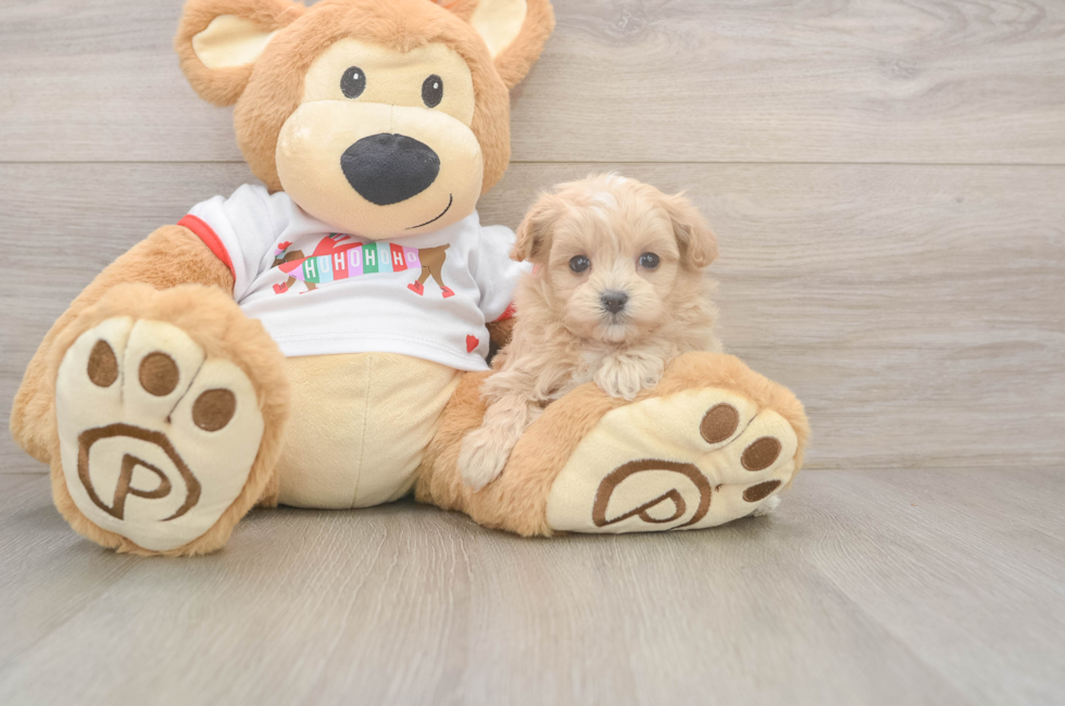 5 week old Maltipoo Puppy For Sale - Florida Fur Babies