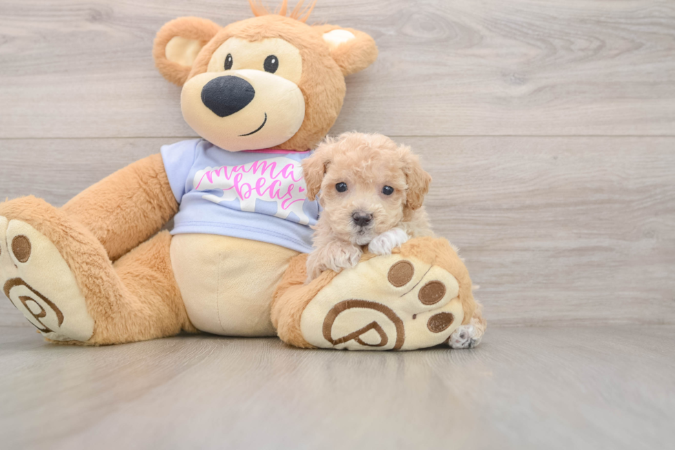 Best Maltipoo Baby