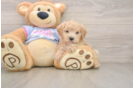 Maltipoo Pup Being Cute