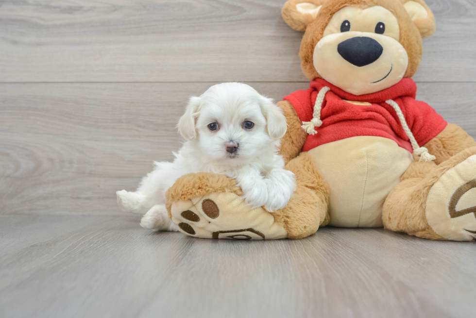 Maltipoo Puppy for Adoption