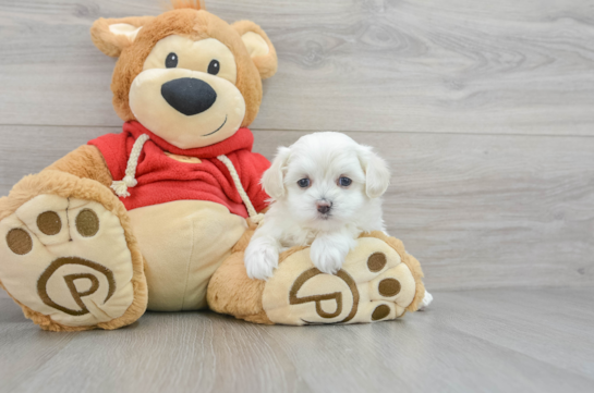 Friendly Maltipoo Baby