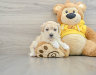 7 week old Maltipoo Puppy For Sale - Florida Fur Babies