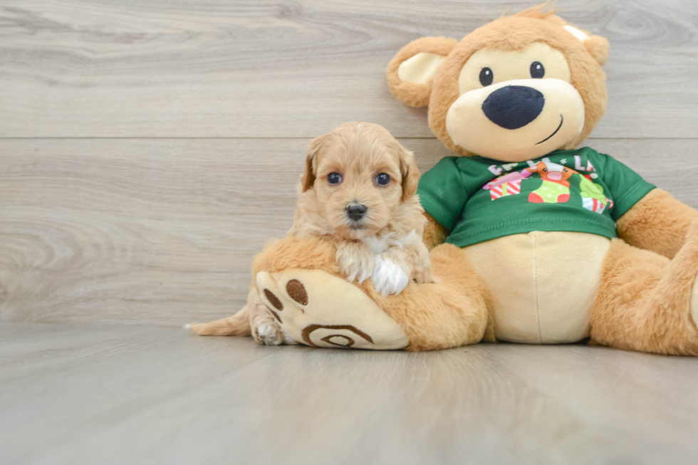 Maltipoo Pup Being Cute