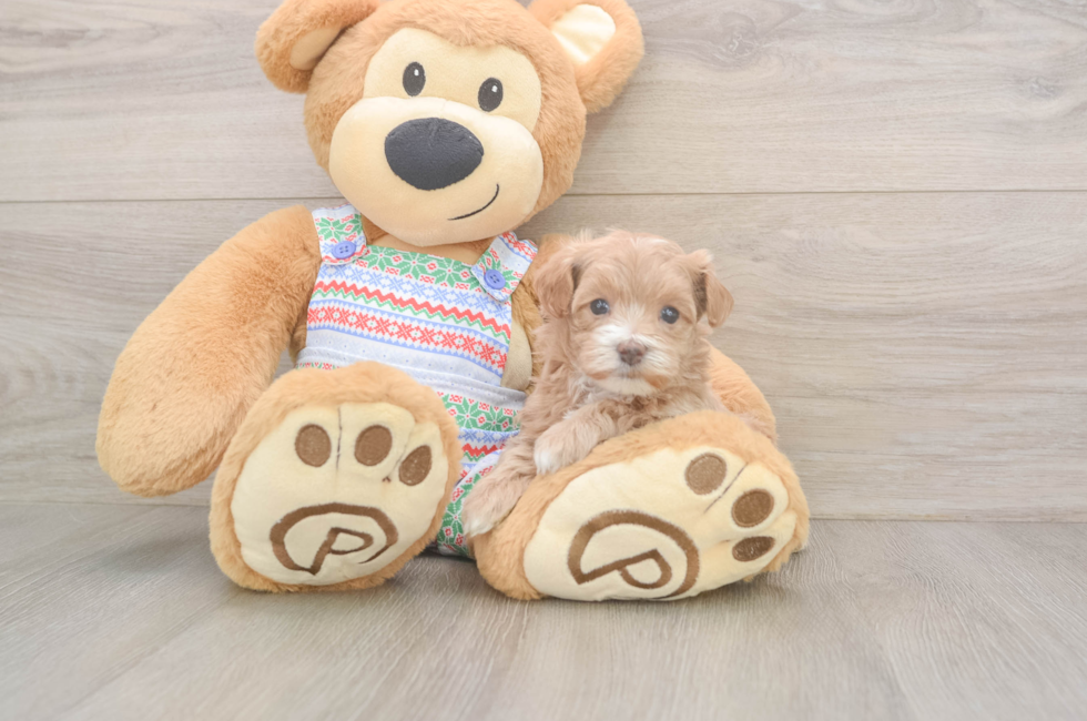 5 week old Maltipoo Puppy For Sale - Florida Fur Babies