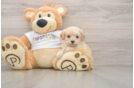 Petite Maltipoo Poodle Mix Pup