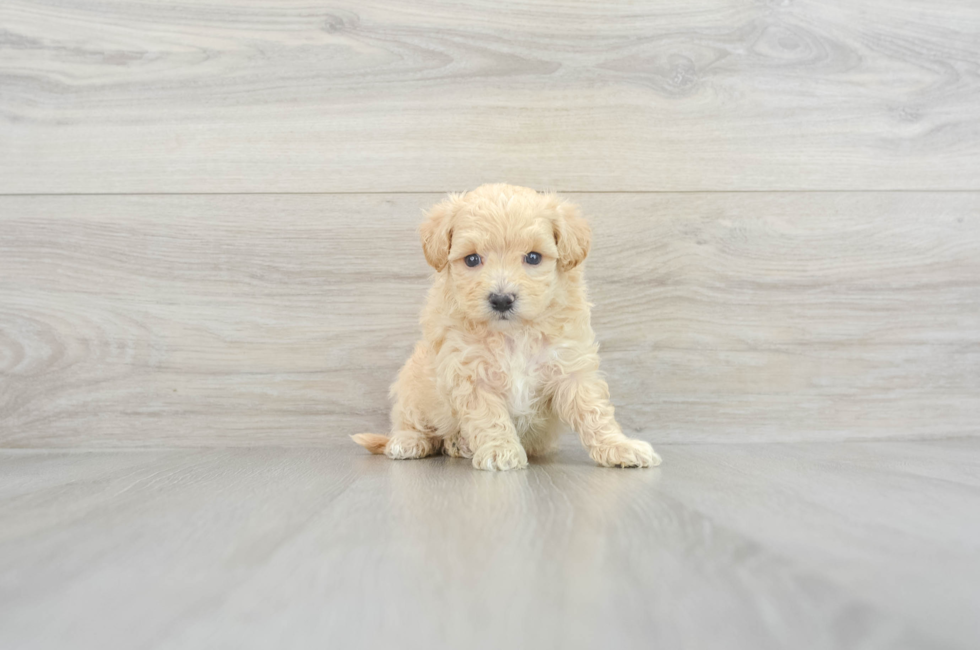 6 week old Maltipoo Puppy For Sale - Florida Fur Babies