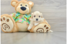 Best Maltipoo Baby