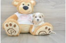 Maltipoo Puppy for Adoption