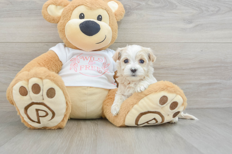 5 week old Maltipoo Puppy For Sale - Florida Fur Babies