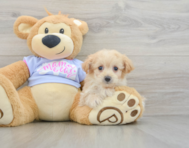 7 week old Maltipoo Puppy For Sale - Florida Fur Babies