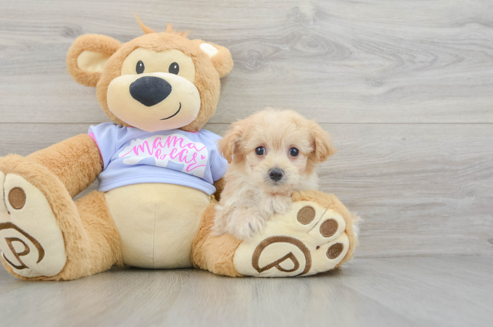 9 week old Maltipoo Puppy For Sale - Florida Fur Babies