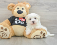8 week old Maltipoo Puppy For Sale - Florida Fur Babies