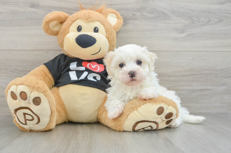 6 week old Maltipoo Puppy For Sale - Florida Fur Babies
