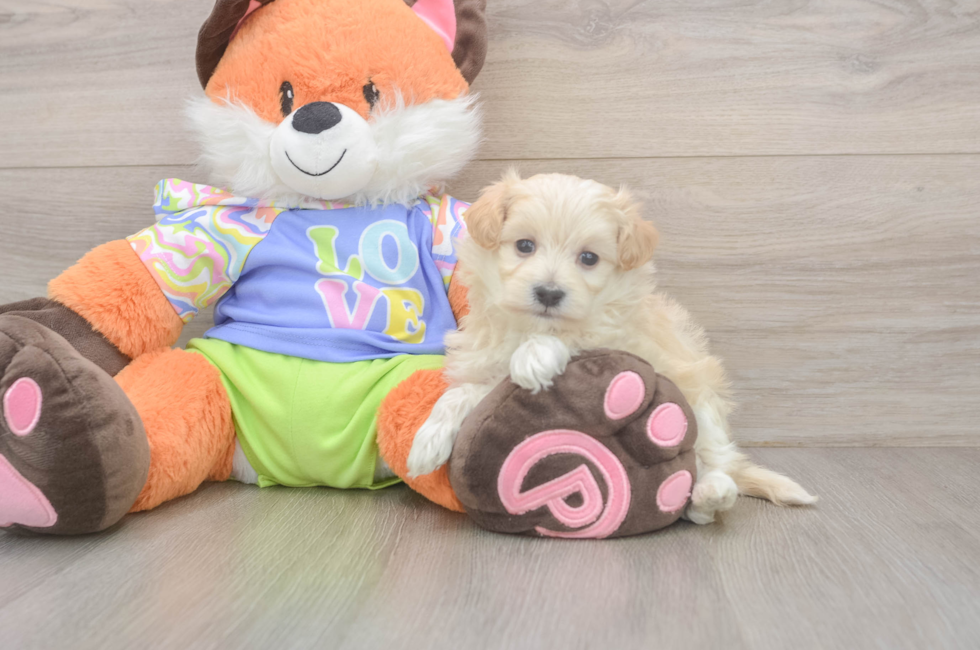 5 week old Maltipoo Puppy For Sale - Florida Fur Babies