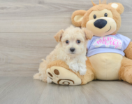 7 week old Maltipoo Puppy For Sale - Florida Fur Babies