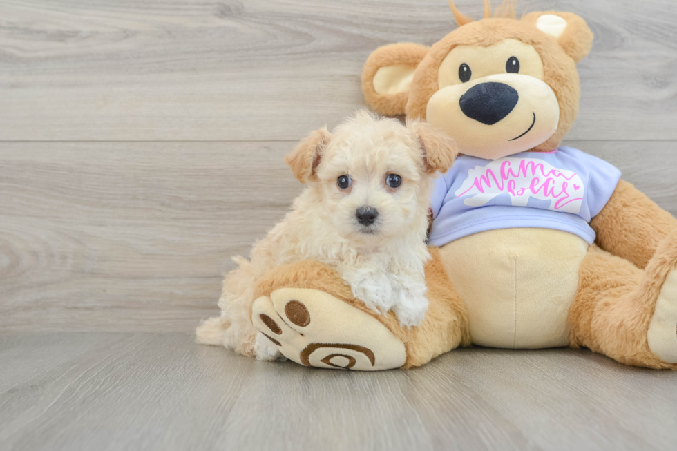 Best Maltipoo Baby